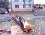 Трухлявый тополь упал на оптический кабель, вместе с крепежем вырвало часть будки!